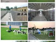【同城推荐】安庆宿松大型犬舍出售秋田犬 纯种健康