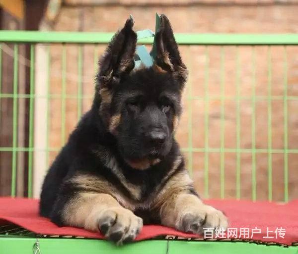 北京哪里卖德牧犬 大头黑脸 大头版锤系德国牧羊犬