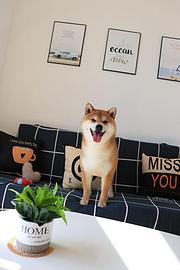 通化柴犬幼犬，欢迎来电咨询