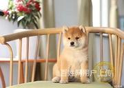 【货到付款犬舍】包头哪里有柴犬 柴犬多少钱图