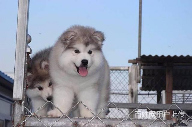 出售巨型熊版阿拉斯加雪橇犬 北京市阿拉斯加