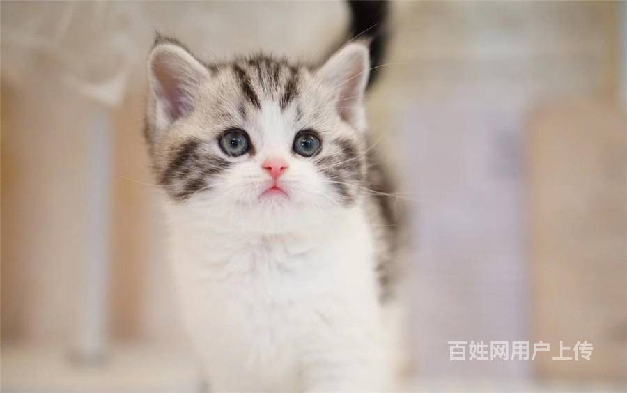 赣州精品美短猫舍地址 精品美短多少钱一只