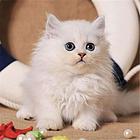 金吉拉价格 金吉拉猫成年体重金吉拉猫掉毛严重吗