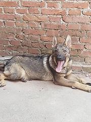 转让昆明犬小公