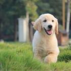 本地犬舍出售纯种健康金毛幼犬 签协议质保3个月健康
