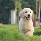 本地犬舍出售纯种健康金毛幼犬 签协议质保3个月健康