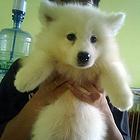 绍兴【十年老店】常年繁殖优质血统银狐幼犬