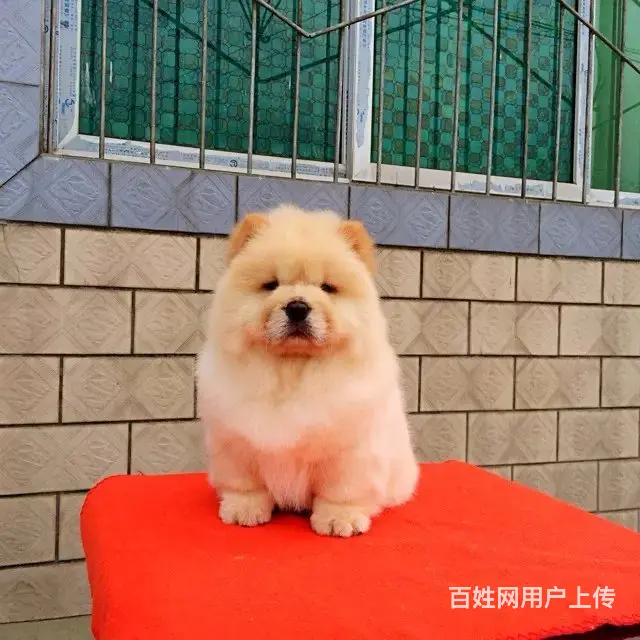 出售极品纯种美系松狮犬幼犬三个月小松狮待售中的图片