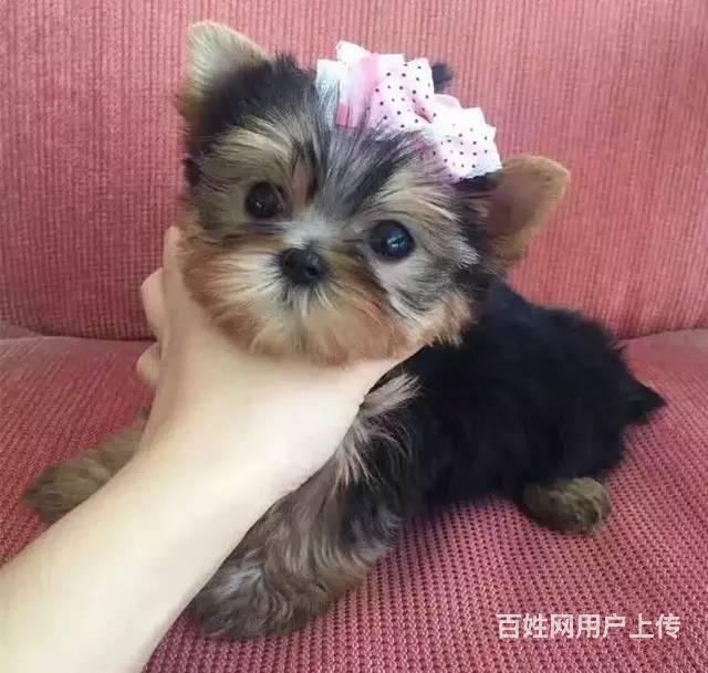 北京约克夏价格茶杯体约克夏出售