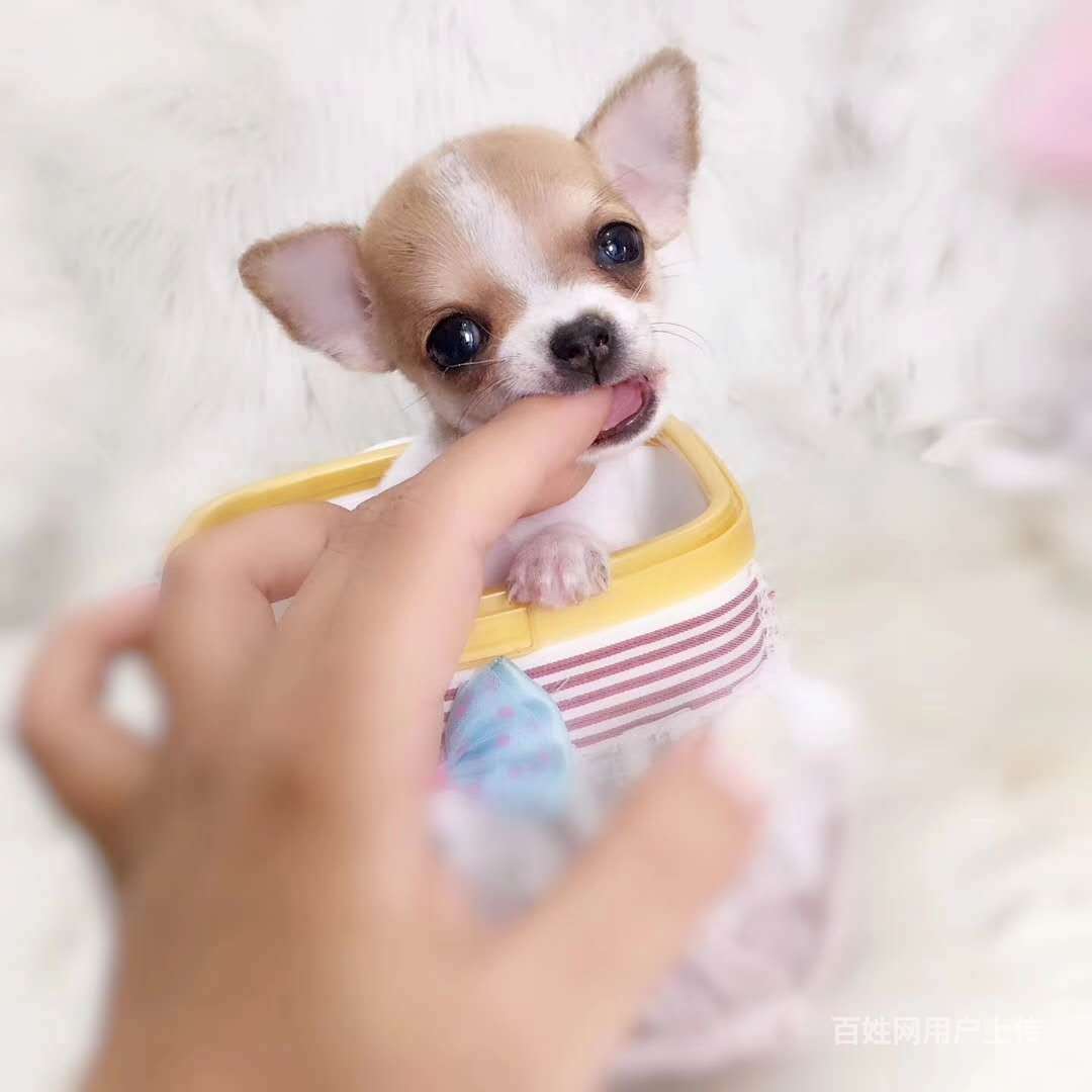 昆明出售纯种健康吉娃娃幼犬疫苗齐全多窝可选
