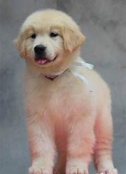 出售大头宽嘴纯种金毛幼犬 同城可送货上门