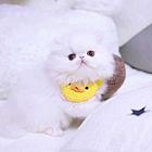 哪里有波斯猫卖的 波斯猫猫价格 波斯猫寿命