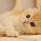 河南周口双血统英短金渐层送货上门