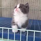 【金牌猫舍】临沧德文多少钱 德文猫好看吗