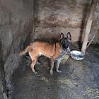 2年多马犬