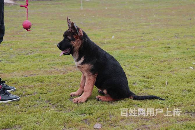 精品德国牧羊犬 赛系锤系都有大骨架大头版签协议质保