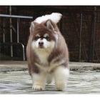 巨型阿拉斯加犬 阿拉斯加犬价格 阿拉斯加犬哪里卖