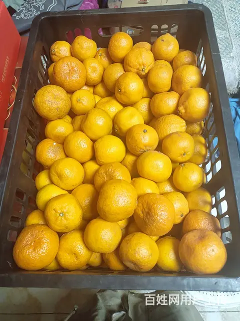 刚上的新鲜水果批发价出的图片