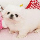 白山【十年老店】常年繁殖优质血统京巴幼犬
