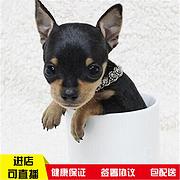 玉溪【十年老店】常年繁殖优质血统小鹿犬幼犬