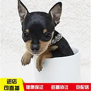 白山哪里什么地方有卖小鹿犬 小鹿犬高品质幼犬