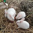 小兔20元一个