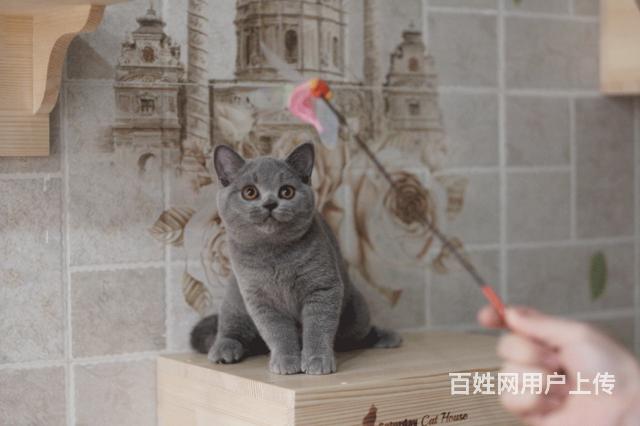 毕节哪里有卖纯种蓝猫的猫场基地，本地蓝猫价格的图片