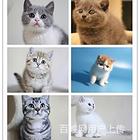 黔西南卖猫的猫舍哪里有靠谱卖猫的商家