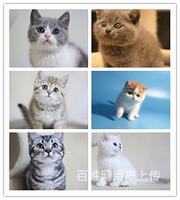 昌都哪里有猫舍哪里有靠谱卖猫的商家