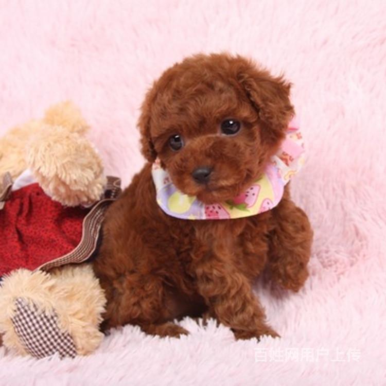 【犬舍】出售泰迪 茶杯小体玩具体泰迪多少钱一只