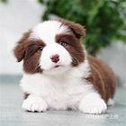 【货到付款犬舍】哈尔滨边牧多少钱一只 哪里有卖的图