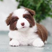 【货到付款犬舍】马鞍山边牧多少钱一只 哪里有卖的图