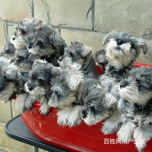 威海哪里买雪纳瑞纯血统◆雪纳瑞幼犬多少钱一只的图片