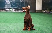 德系杜宾犬 杜宾养殖基地 双血统杜宾犬