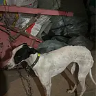 售犬