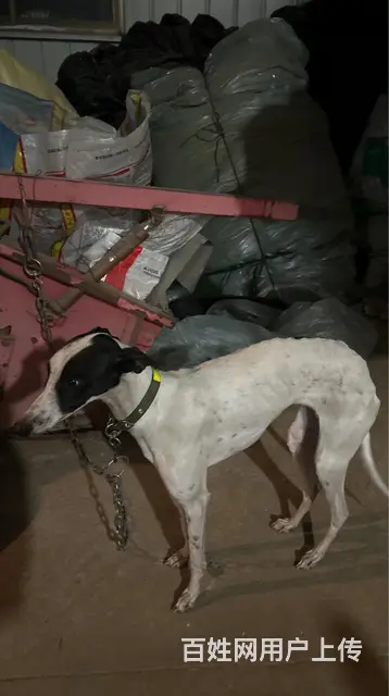 售犬的图片