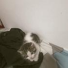 小猫便宜
