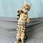 那里有卖孟加拉豹猫的 孟加拉豹猫多少钱 包健康