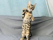 那里有卖孟加拉豹猫的 孟加拉豹猫多少钱 包健康