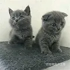 浙江舟山双血统蓝猫价钱