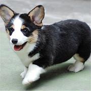 烟台卖柯基的犬舍，犬舍柯基一般价位