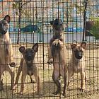 韶关市南郊出售纯种马犬宝宝，可上门挑选