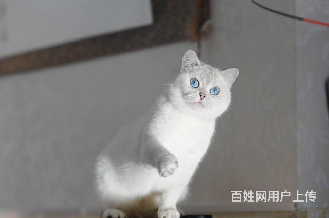 银点猫金渐层沈阳悦猫苑借配出售纯种保健康