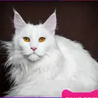 绍兴纯种缅因猫猫舍 正规猫舍家庭式繁育