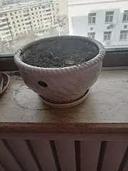 花盆。