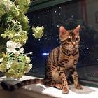 那里有卖孟加拉豹猫的 孟加拉豹猫多少钱 包健康