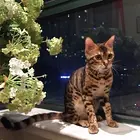 哪里有孟加拉豹猫卖的  孟加拉豹猫买卖