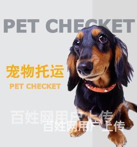钦州宠物托运猫狗邮寄快递24在线咨询182**089新*闻的图片