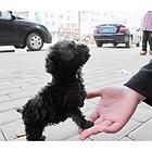 贵宾犬