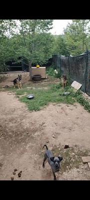 德牧犬